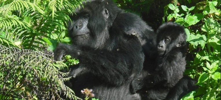 Gorillamutter beim Fressen
