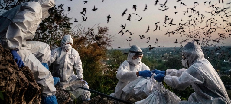 Wissenschaftler beim Einfangen von Fledermäusen zu Forschungszwecken