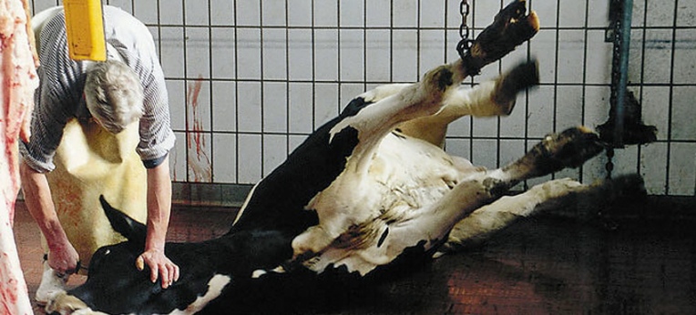 Was viele Zoobesucher nicht wissen oder nicht wissen wollen: auch in Zoos wird regelmäßig geschlachtet. 