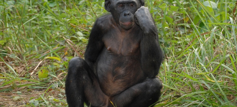 Bonobo (Pan paniscus)