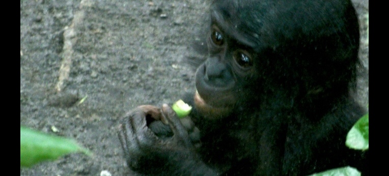 Bonobo-Mädchen im Berliner Zoo