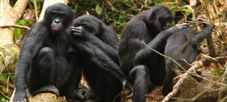 Bonobos bei der gegenseitigen Fellpflege.