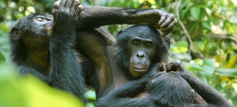 Soziales Miteinander bei den Bonobos