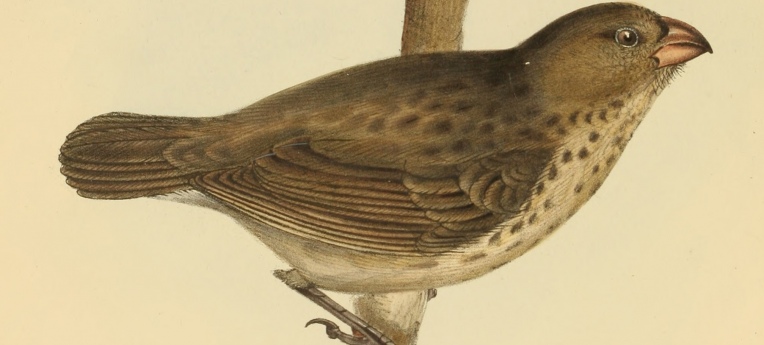 Dickschnabel-Darwinfink (Camarhynchus crassirostris)