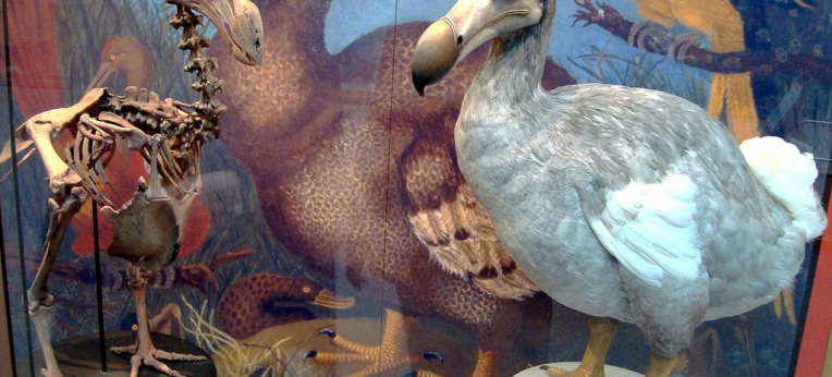 Dodo im Oxford museum of natural history