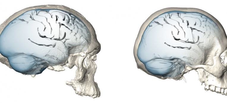 Evolution der Gehirnform bei Homo sapiens