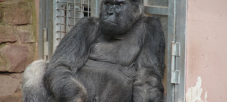 Gorilla Fritz im Nürnberger Tiergarten.