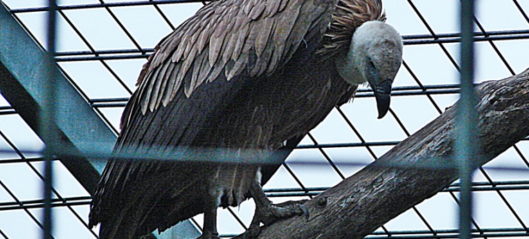 Flügelbeschnittener Geier im Zoo