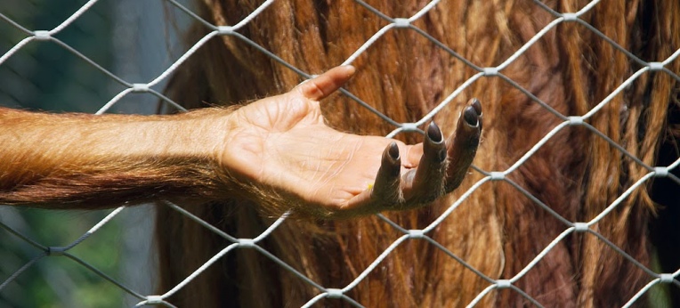 Hand eines Orang-Utans (aufgenommen im Berliner Zoo)