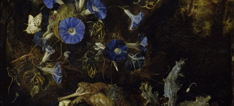 Otto Marseus van Schrieck - Waldboden mit blauen Winden und Kroete -1660 