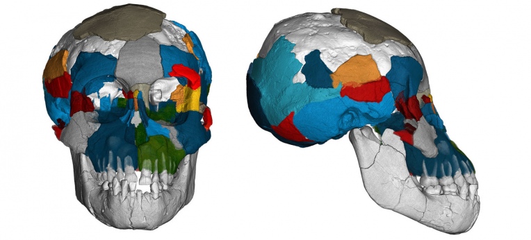 Drei Millionen Jahre alte Gehirnabdrücke in fossilen Schädeln der Art Australopithecus afarensis (bekannt durch "Lucy" und das hier abgebildete "Dikika-Kind" aus Äthiopien) werfen ein neues Licht auf die Evolution des Gehirns.