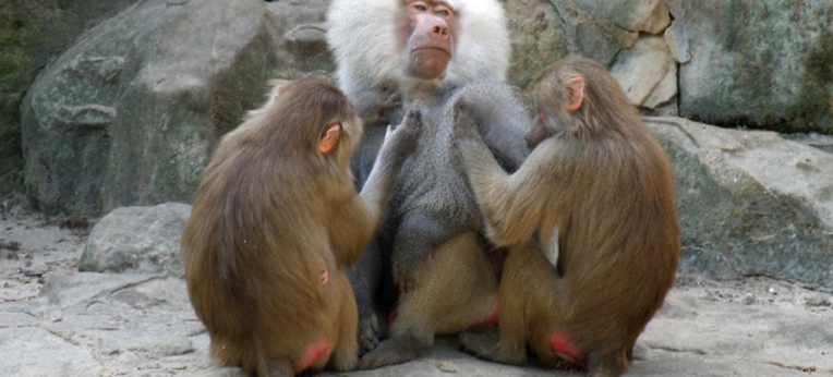 Mantelpaviane im Berliner Zoo