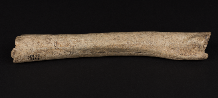 Oberschenkelknochen eines männlichen Neandertalers aus der Hohlenstein-Stadel-Höhle in Deutschland.