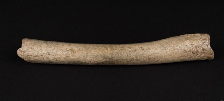 Dieser Oberschenkelknochen eines Neandertalers lieferte den Hinweis, dass unter dessen Vorfahren Urmenschen aus Afrika gewesen sein dürften, die eng mit modernen Menschen verwandt waren.