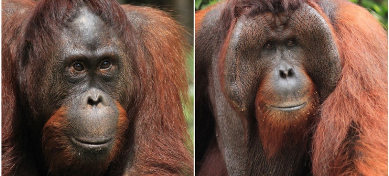 Niederrangiges Orang-Utan Männchen ohne Backenwülste (links) und dominantes Männchen mit Backenwülsten (rechts), Tanjung Puting Nationalpark, Indonesien.