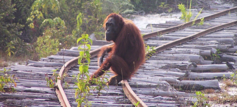 Lebensraumverlust und Wilderei sind die größten Gefahren für die Orang-Utans.