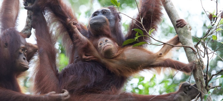 Orang-Utans im Camp Leakey tragen ein "Gen-Cocktail" in sich, der in freier Wildbahn unter normalen Umständen nicht vorkommen würde. 