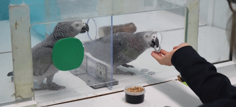 In den Verhaltensexperimenten erhalten die Papageien Metallmarken, die sie dann gegen Futter eintauschen können.