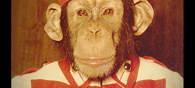 Schimpanse PETERMANN in karnevalistischer Gardeuniform, Mitte der 1950er