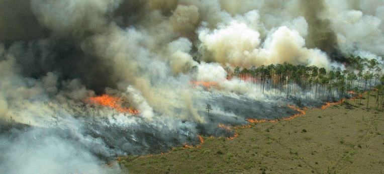 Der Regenwald wird durch Feuerrodung großflächig zerstört.