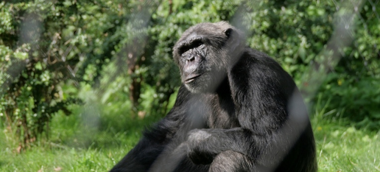 Schimpanse im Berliner Zoo