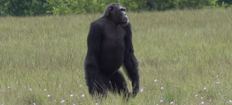 Erwachsener männlicher Schimpanse im Loango Nationalpark in Gabun.