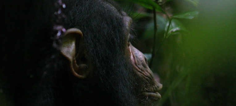 Schimpansen sind höchst kommunikative Tiere. Sie teilen ihren Artgenossen aber nur das mit, was diese noch nicht wissen.