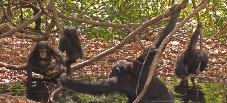 In der Savanne und Grassavanne lebende Schimpansen haben ihr Verhalten an die schwierigen Lebensbedingungen angepasst.