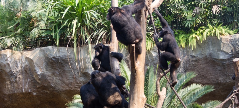 Schimpansengruppe im Leipziger Zoo