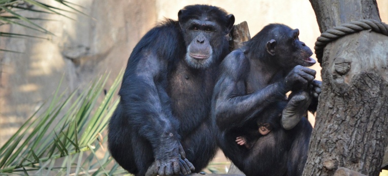 Schimpansengruppe im Wolfgang-Köhler-Primatenforschungszentrum im Zoo Leipzig.