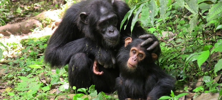 Schimpansenmutter mit ihrem Jungen. Die Tiere verbringen viel Zeit mit ausgedehnten Verhandlungen.