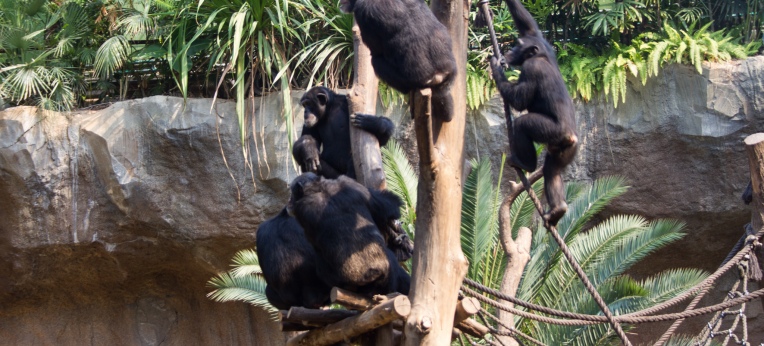 Schimpansengruppe im Zoo Leipzig