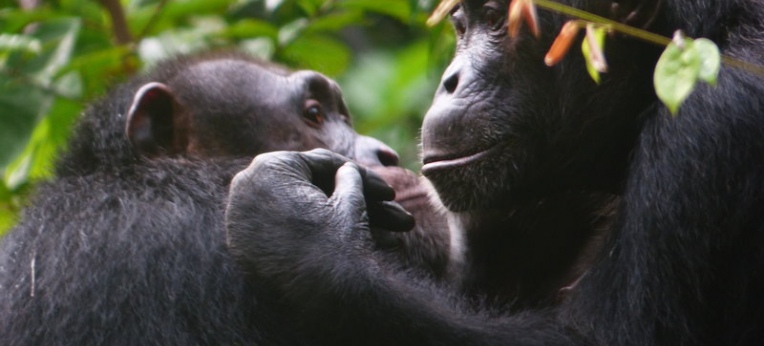 Schimpansen bei der gegenseitigen Fellpflege.