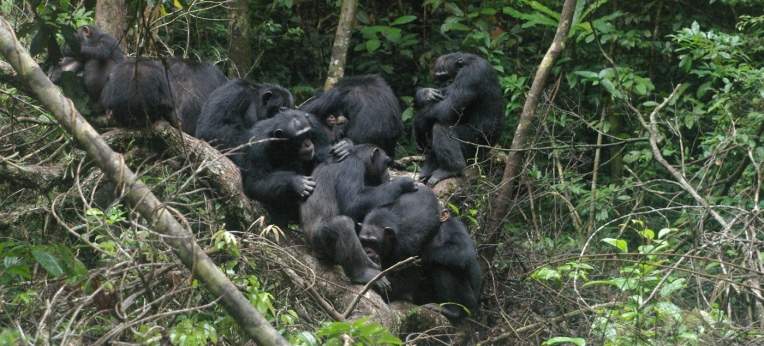 Schimpansen im Tai-Nationalpark. 
