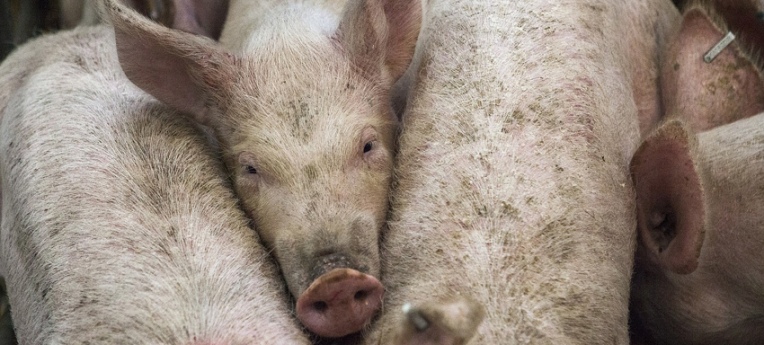 Empfindsame Tiere: Schweine