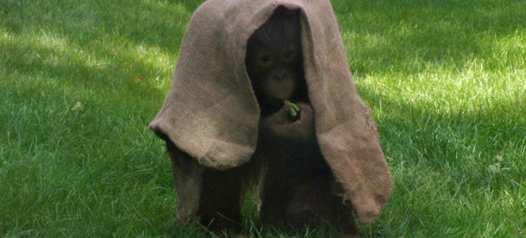 Spielt sie Verstecken oder schmückt sie sich - heranwachsende Orang-Dame Zoo Berlin 