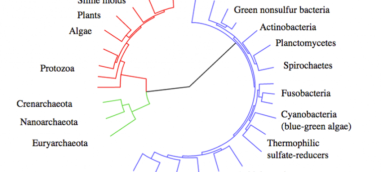 Stammbaum des Lebens