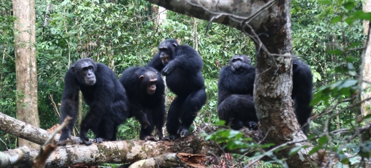 Schimpansen schließen sich ihren engen Bindungspartnern im Kampf gegen Rivalen an.