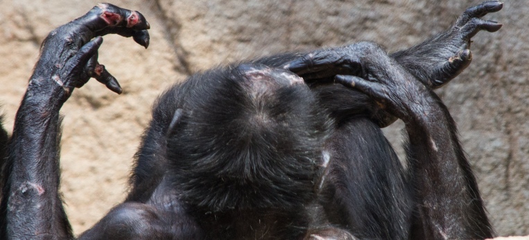Verletzter Schimpanse im Leipziger Zoo.