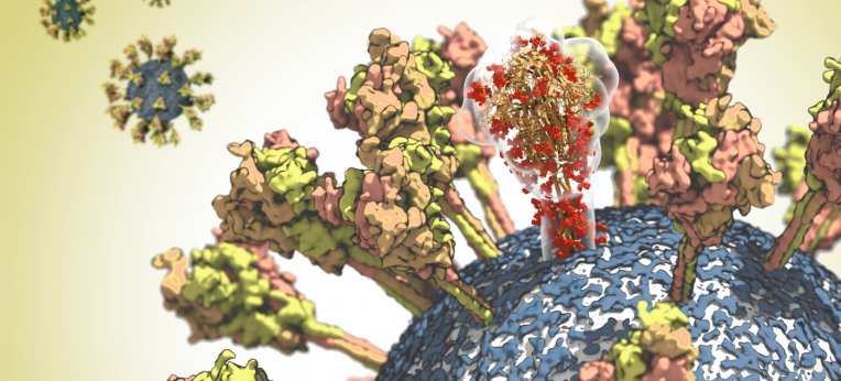 Oberfläche des SARS-Coronavirus-2. Ein Molekül des Spike-Proteins ist durchscheinend dargestellt, um seine komplexe räumliche Struktur hervorzuheben.