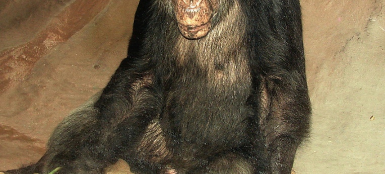 Hat noch nie Gras unter den Füßen gespürt: Schimpanse WUBBO