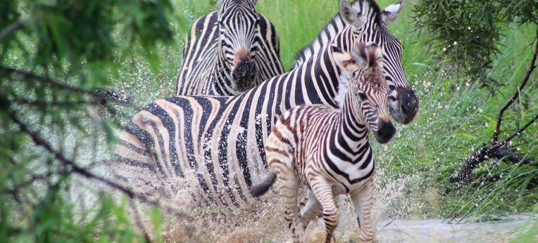 Zebras legen bis zu 500 Kilometer zurück