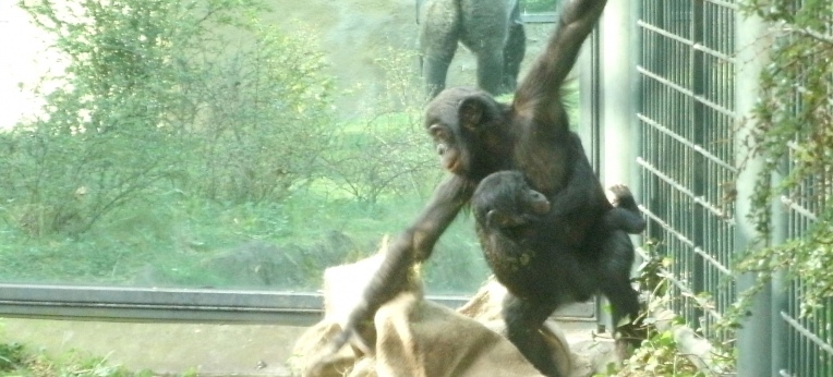 Spielende Bonobo-Kinder im Berliner Zoo.