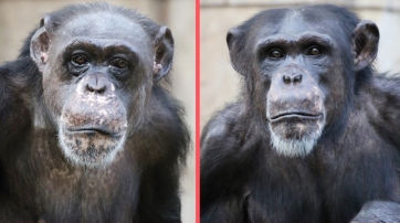 Die Schimpansen Bally und Limbo
