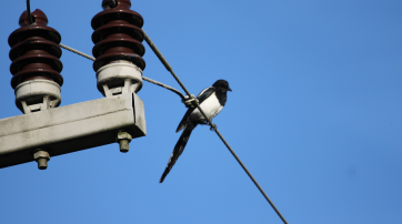 Vogel auf Stromleitung