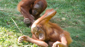 Orang-Utans