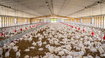 Massentierhaltung von Puten