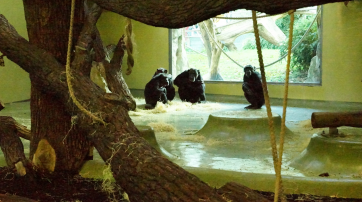 Schimpansengehege im Berliner Zoo