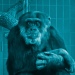 Schimpansensenior Benny