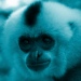 Gibbon 